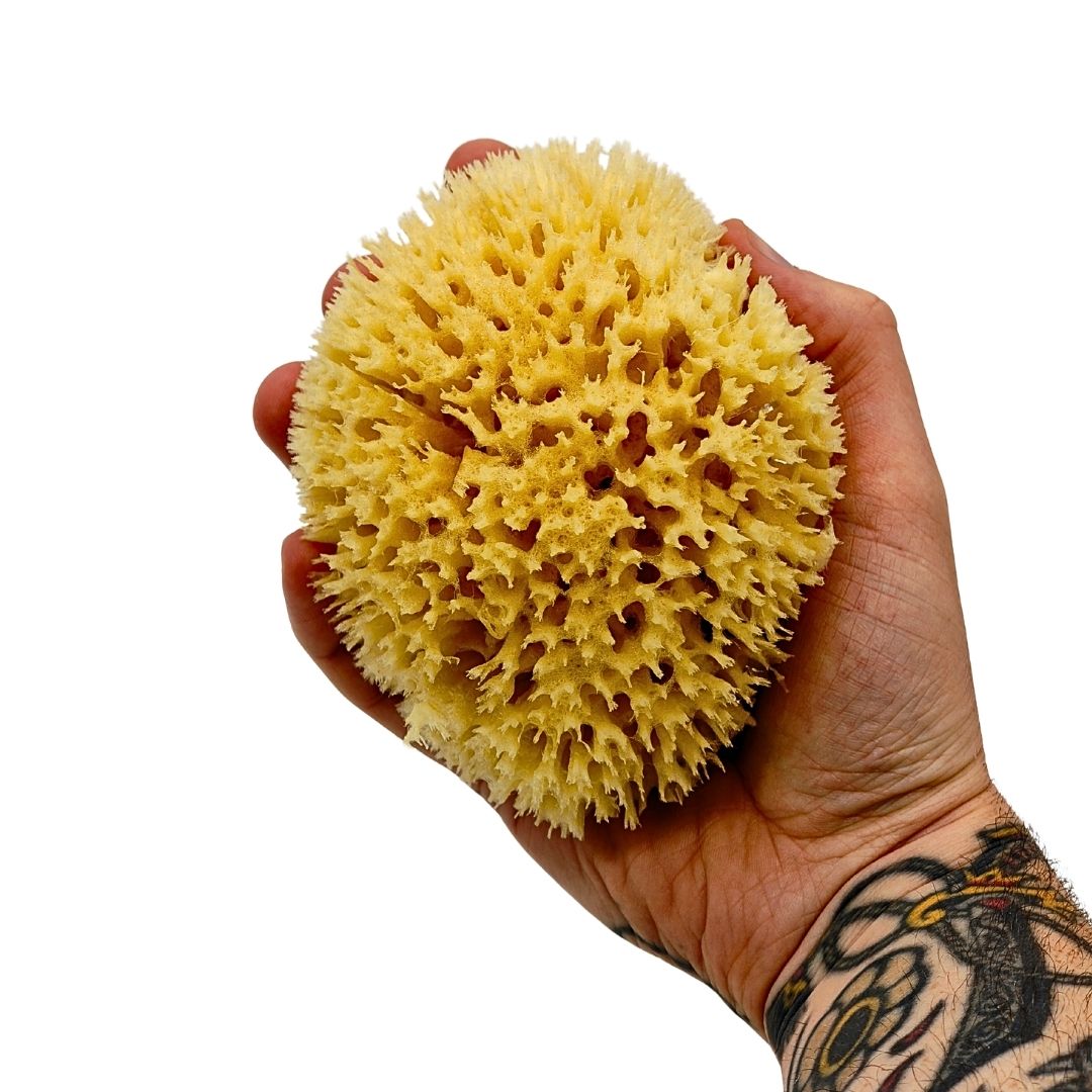 Éponge de mer naturelle - 11 cm