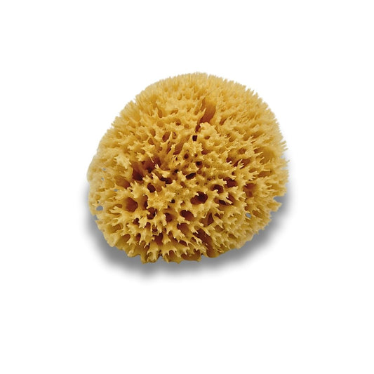 Éponge de mer naturelle - 11 cm