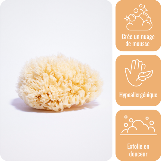 Éponge de mer naturelle - 11 cm